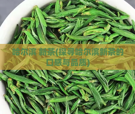 哈尔滨 新茶(探寻哈尔滨新茶的口感与品质)