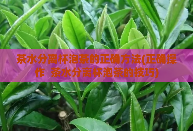 茶水分离杯泡茶的正确方法(正确操作  茶水分离杯泡茶的技巧)