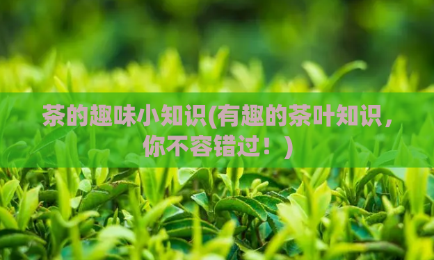 茶的趣味小知识(有趣的茶叶知识,你不容错过!)