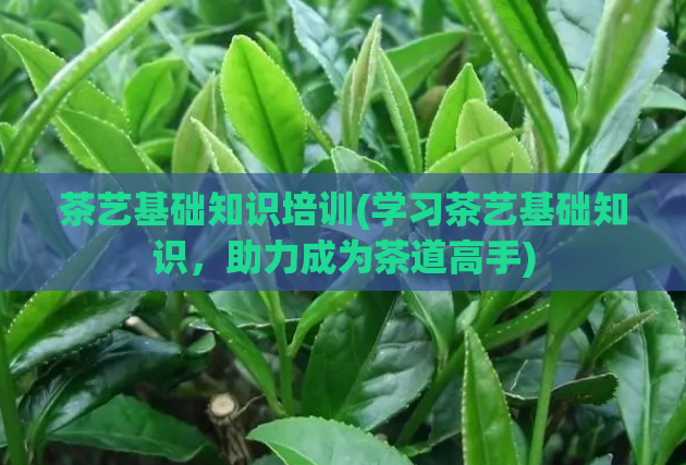 茶艺基础知识培训(学习茶艺基础知识,助力成为茶道高手)
