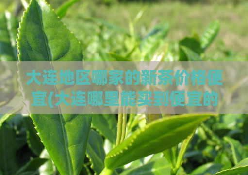 大连地区哪家的新茶价格便宜(大连哪里能买到便宜的新茶)