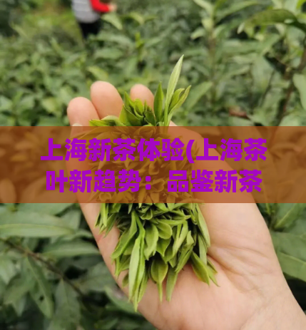 上海新茶体验(上海茶叶新趋势：品鉴新茶的全新体验)
