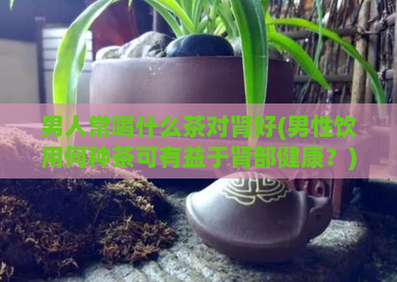 男人常喝什么茶对肾好(男性饮用何种茶可有益于肾部健康？)