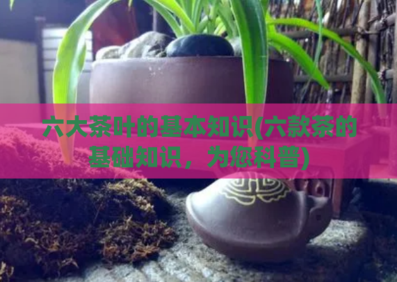 六大茶叶的基本知识(六款茶的基础知识，为您科普)