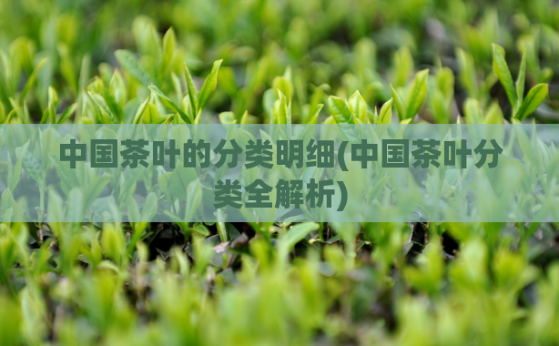 中国茶叶的分类明细(中国茶叶分类全解析)