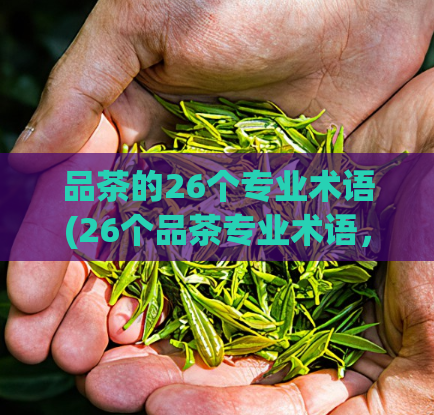 品茶的26个专业术语(26个品茶专业术语，助您品味一杯好茶)