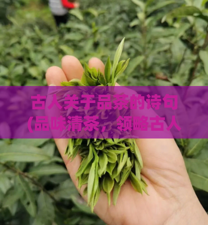 古人关于品茶的诗句(品味清茶，领略古人风韵)
