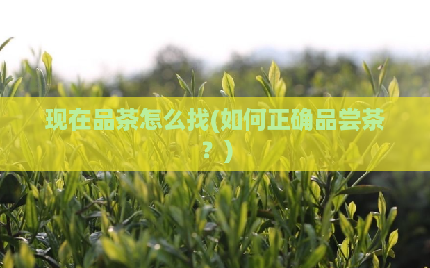 现在品茶怎么找(如何正确品尝茶？)