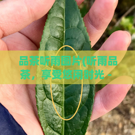 品茶听雨图片(听雨品茶，享受悠闲时光 - 优美图片与你分享)