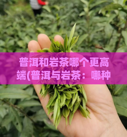 普洱和岩茶哪个更高端(普洱与岩茶：哪种更加尊贵？)