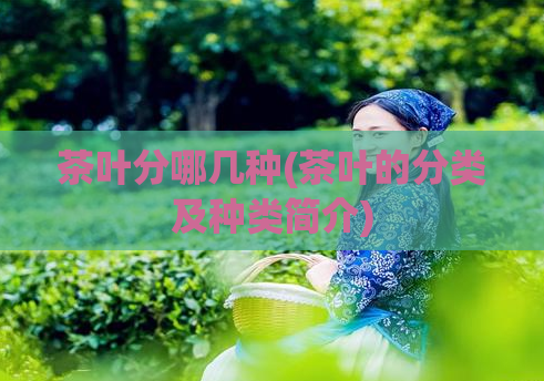 茶叶分哪几种(茶叶的分类及种类简介)