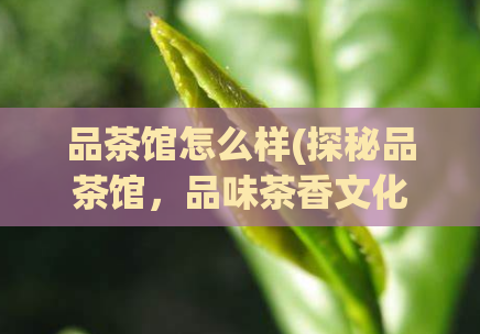 品茶馆怎么样(探秘品茶馆，品味茶香文化)