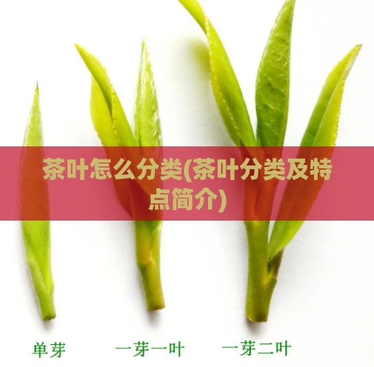 茶叶怎么分类(茶叶分类及特点简介)