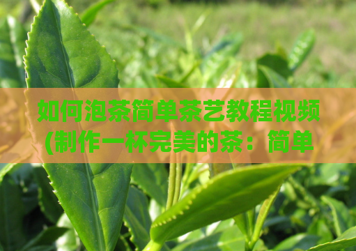 如何泡茶简单茶艺教程视频(制作一杯完美的茶:简单易学的泡茶技巧)