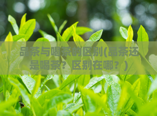 品茶与喝茶的区别(品茶还是喝茶？区别在哪？)