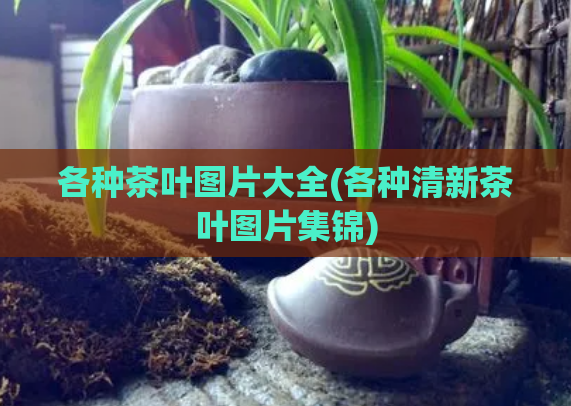 各种茶叶图片大全(各种清新茶叶图片集锦)