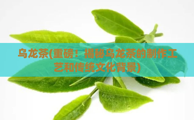 乌龙茶(重磅！揭秘乌龙茶的制作工艺和传统文化背景)