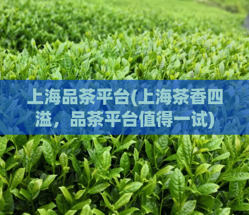 上海品茶平台(上海茶香四溢,品茶平台值得一试)