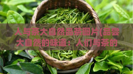 人与茶大自然品茶图片(品尝大自然的味道:人们与茶的故事(带图片))