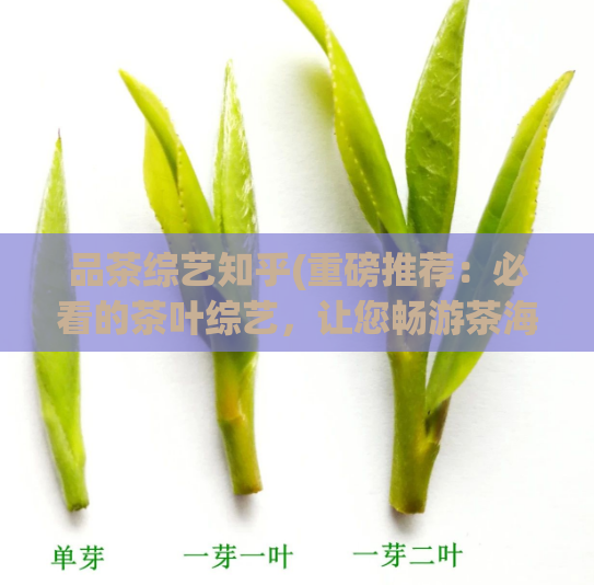 品茶综艺知乎(重磅推荐：必看的茶叶综艺，让您畅游茶海！)