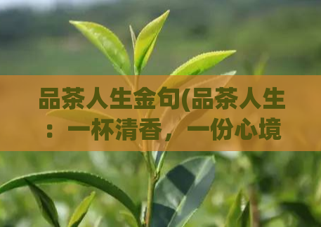 品茶人生金句(品茶人生:一杯清香,一份心境)
