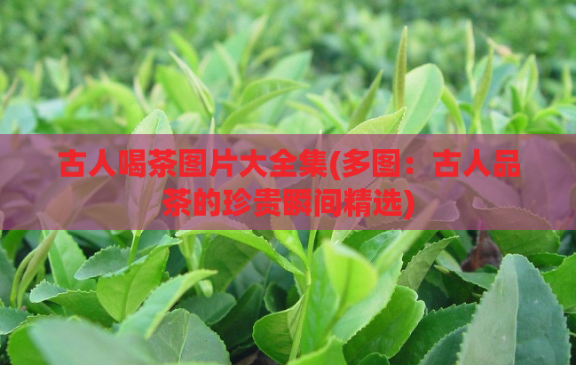 古人喝茶图片大全集(多图:古人品茶的珍贵瞬间精选)