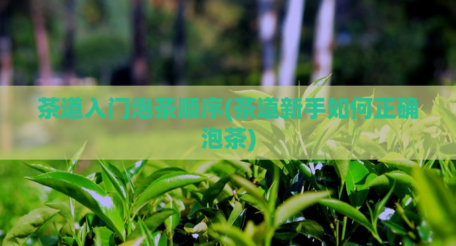 茶道入门泡茶顺序(茶道新手如何正确泡茶)