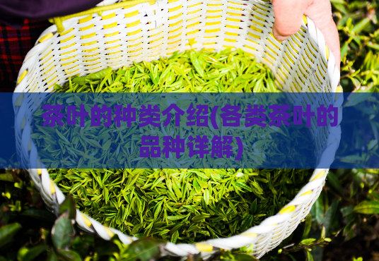 茶叶的种类介绍(各类茶叶的品种详解)