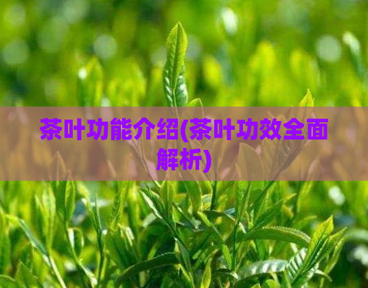 茶叶功能介绍(茶叶功效全面解析)