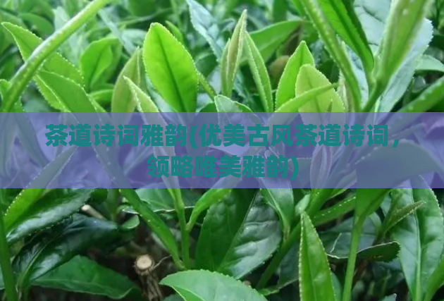 茶道诗词雅韵(优美古风茶道诗词，领略唯美雅韵)