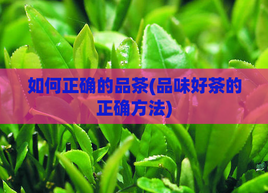 如何正确的品茶(品味好茶的正确方法)