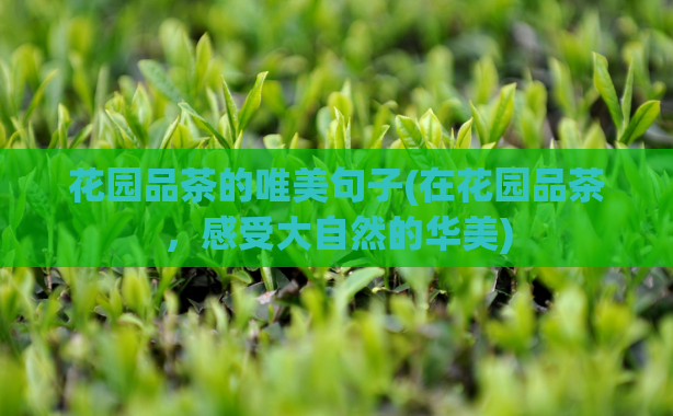 花园品茶的唯美句子(在花园品茶，感受大自然的华美)