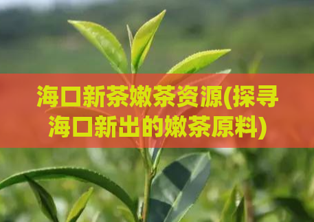 海口新茶嫩茶资源(探寻海口新出的嫩茶原料)