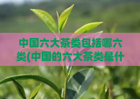 中国六大茶类包括哪六类(中国的六大茶类是什么？)