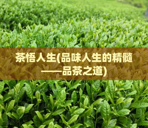 茶悟人生(品味人生的精髓——品茶之道)
