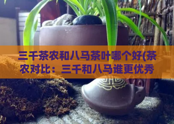 三千茶农和八马茶叶哪个好(茶农对比：三千和八马谁更优秀？)