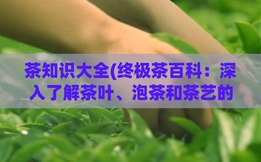 茶知识大全(终极茶百科：深入了解茶叶、泡茶和茶艺的全面指南)