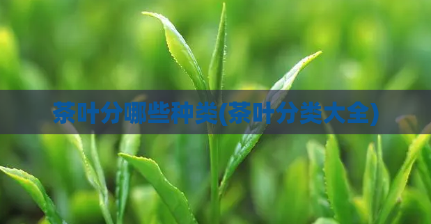 茶叶分哪些种类(茶叶分类大全)