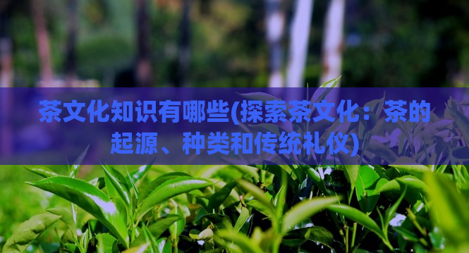 茶文化知识有哪些(探索茶文化：茶的起源、种类和传统礼仪)