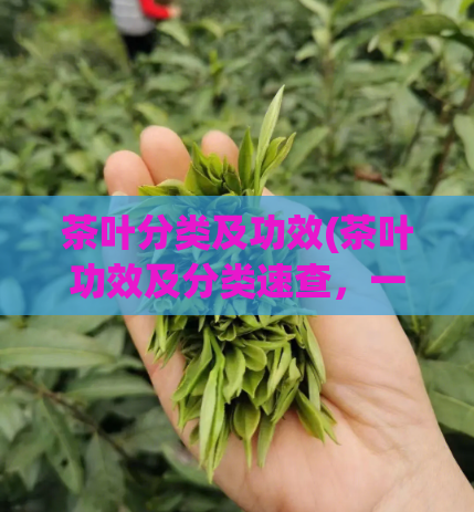 茶叶分类及功效(茶叶功效及分类速查，一网打尽！)
