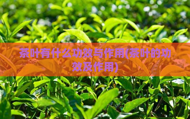 茶叶有什么功效与作用(茶叶的功效及作用)