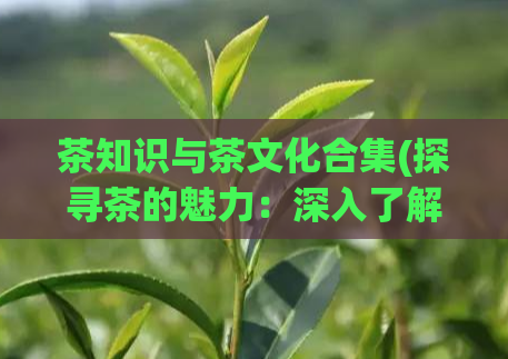 茶知识与茶文化合集(探寻茶的魅力：深入了解茶文化和茶知识)