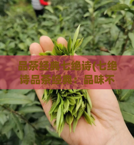 品茶经典七绝诗(七绝诗品茶经典：品味不凡的香醇滋味)