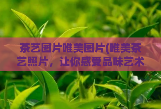 茶艺图片唯美图片(唯美茶艺照片,让你感受品味艺术的美好)