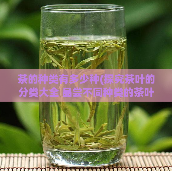 茶的种类有多少种(探究茶叶的分类大全 品尝不同种类的茶叶)
