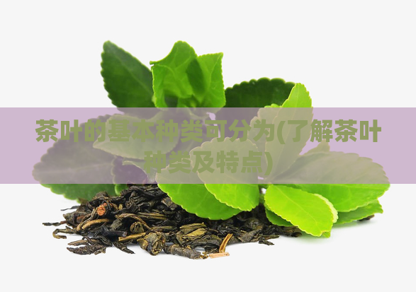 茶叶的基本种类可分为(了解茶叶种类及特点)