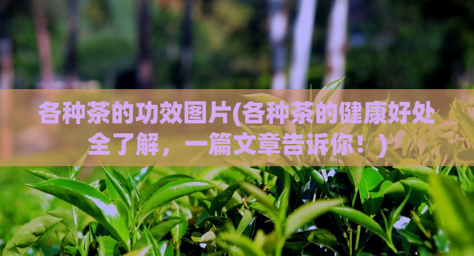 各种茶的功效图片(各种茶的健康好处全了解，一篇文章告诉你！)