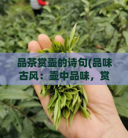 品茶赏壶的诗句(品味古风:壶中品味,赏壶品茶)