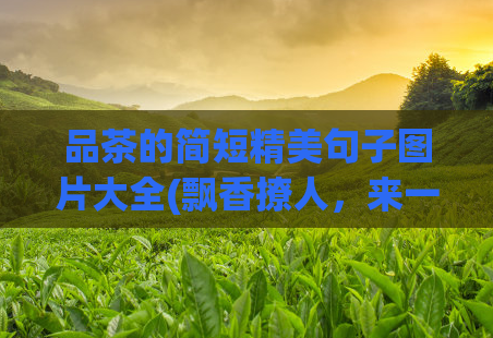 品茶的简短精美句子图片大全(飘香撩人,来一杯清香品茶)