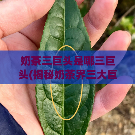 奶茶三巨头是哪三巨头(揭秘奶茶界三大巨头)